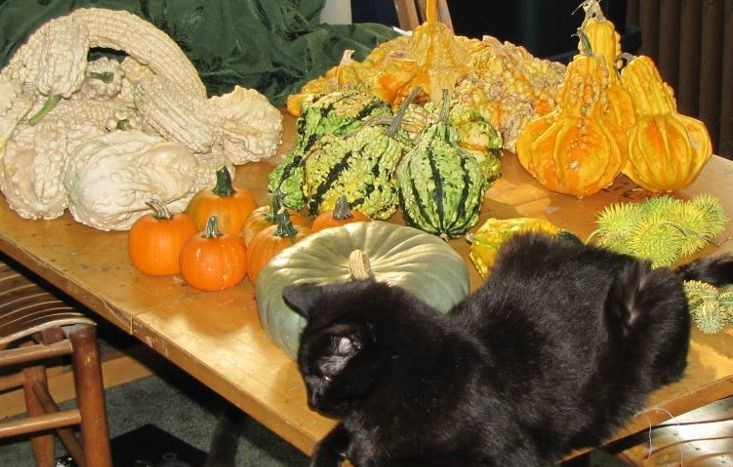 A photo of my cat, Obsidian, with a harvest of gourds and pumpkins.