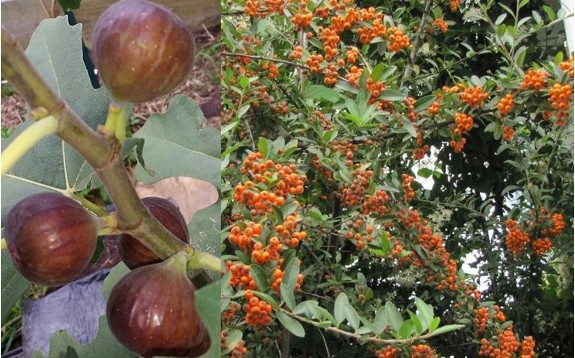 Two photos showing figs on the left and Pyracantha berries on the right.