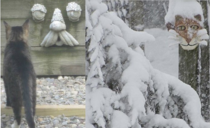 A photo of a feral cat looking at a face sculpture on the left, and a photo of a cement cat face in a snowstorm on the right.