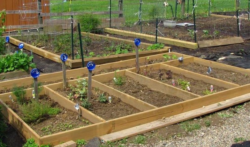 A photo of raised beds for seasonal vegetables in the background and herbs in the foreground.