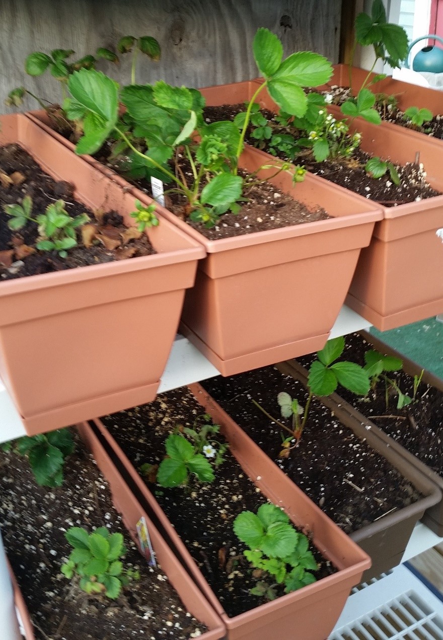 A photo of a ventilated shelf for strawberries, which allows the pots to be weeded, watered, and repositioned easily.