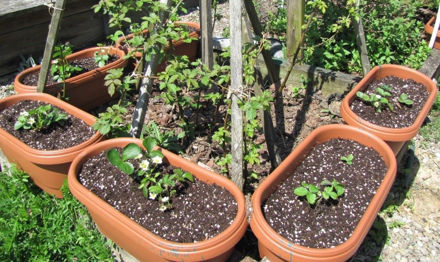 Photo of six long pots with strawberries around a blackberry plant growing up a pyramidal support.