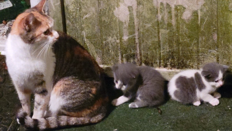 A photo of my feral cat, Sugar, with her kittens Odo and Dax.