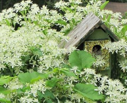 Photo of a homemade birdhouse hidden in autumn-joy clematis.