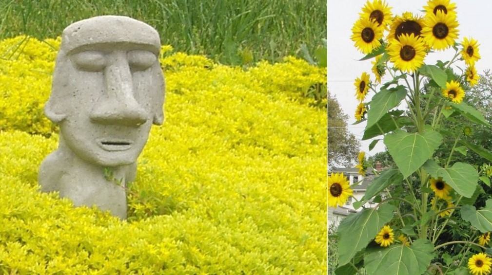 Two photos showing a cement moai I sculpted sitting in yellow Stonecrop Sedum on the left, and sunflowers seeded by birds from their feeder on the right.
